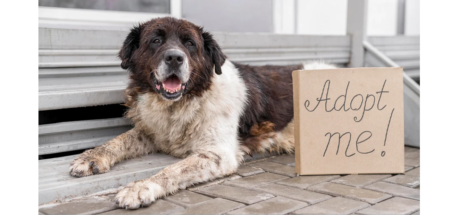 Γιορτή Υιοθεσίας σκύλου στη Βούλα την Κυριακή 23 Νοεμβρίου