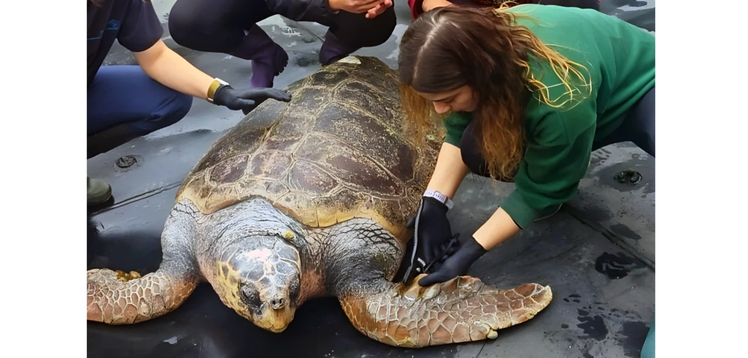 «Έβερεστ»: Ο γίγαντας της Γλυφάδας που δίδαξε σε όλους τι σημαίνει δύναμη, επιστρέφει στο γαλάζιο του σπίτι