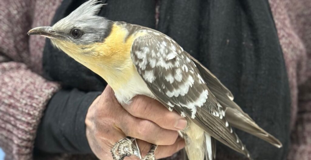 Ένας φτερωτός «κούκλος» στη Βούλα: Η διάσωση ενός Κισσόκουκου από την ΑΝΙΜΑ