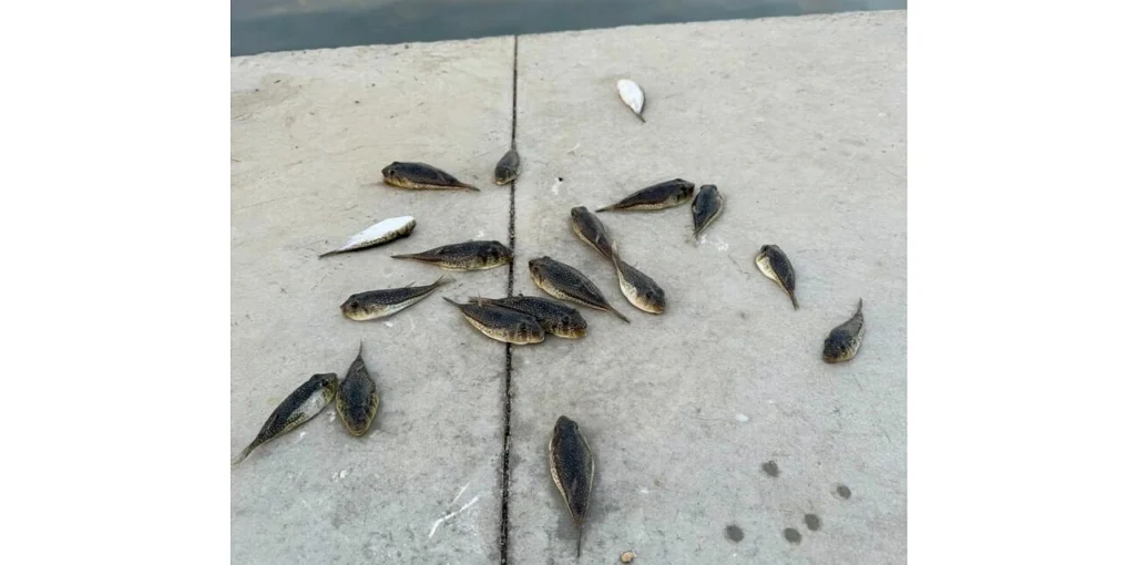 Γέμισε λαγοκέφαλους στο λιμανάκι της Βάρκιζας