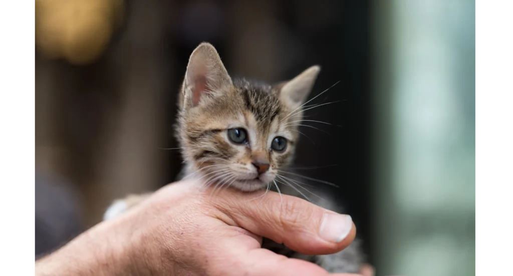 Ημέρα Υιοθεσίας Γάτας στη Βούλα την Κυριακή 9 Νοεμβρίου