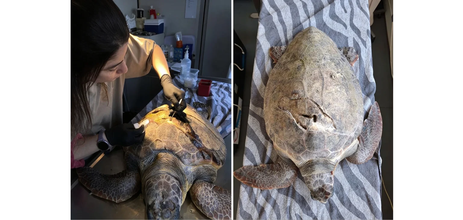 Περιθάλπουν τη θαλάσσια χελώνα που βρέθηκε στη Βουλιαγμένη