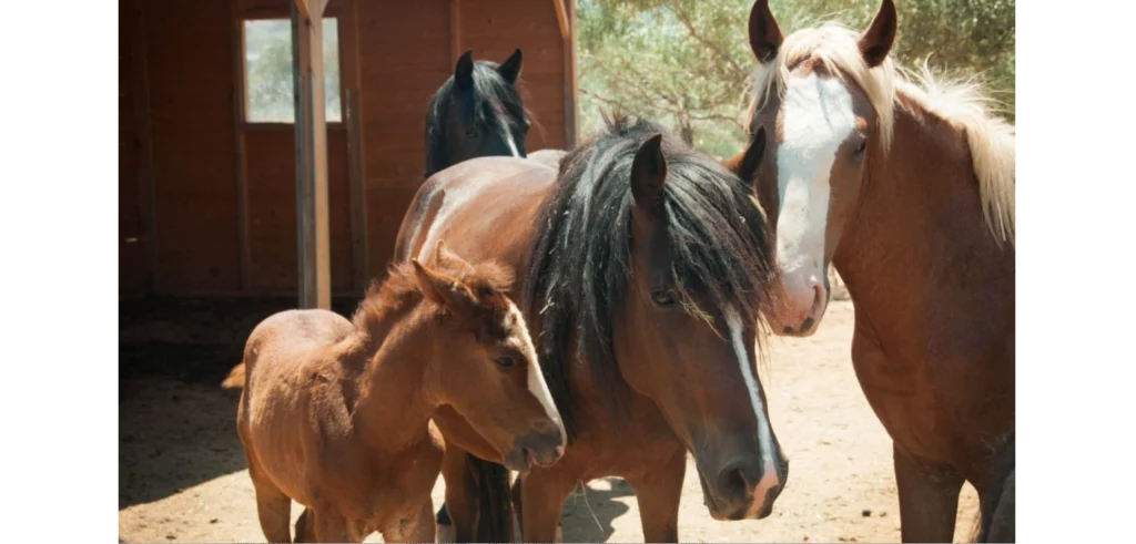 Ποιος φροντίζει τα αδέσποτα άλογα του Υμηττού;