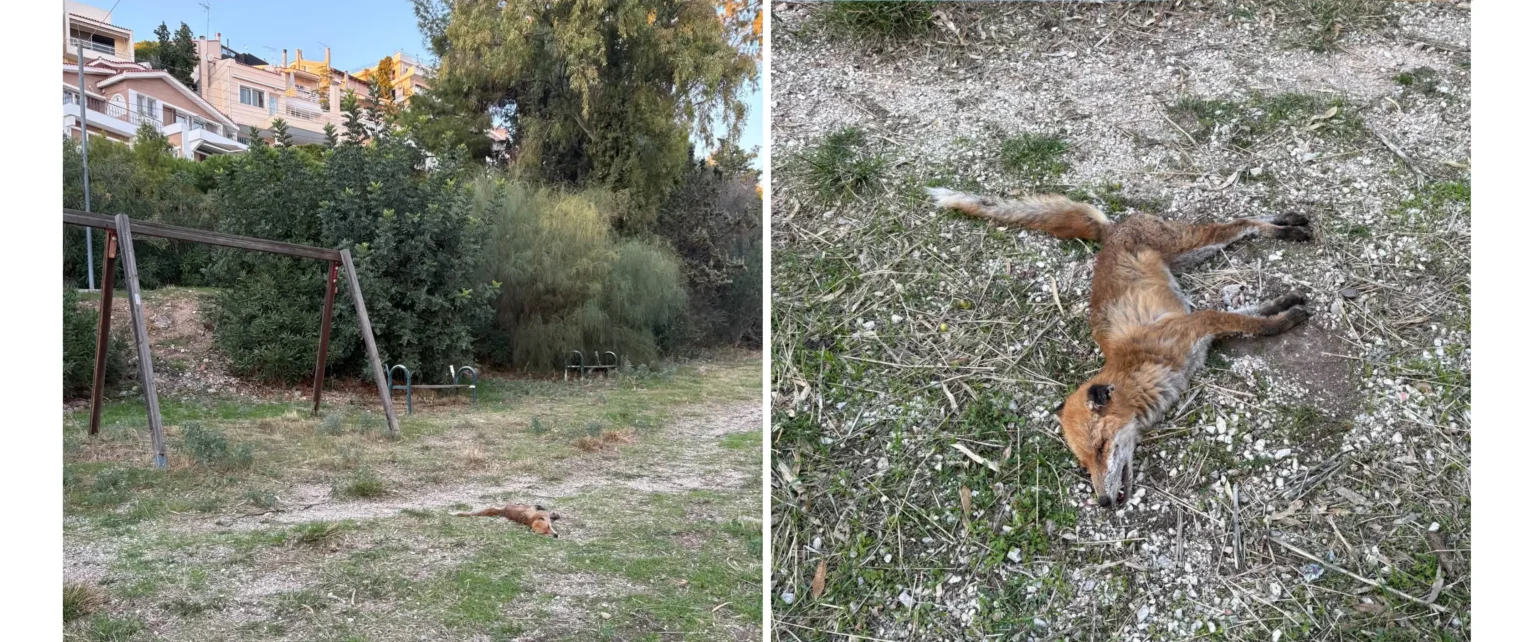 Βούλα: Νεκρή αλεπού σε εγκαταλελειμμένο παρκάκι